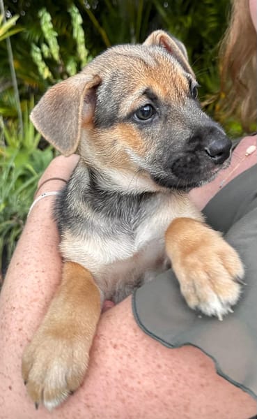 Thalie, femelle croisée berger, née le 01/11/2025 🤍