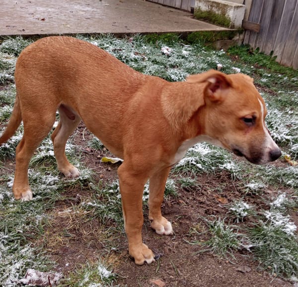 Spooky, mâle croisé berger, né le 15/06/2025🐶