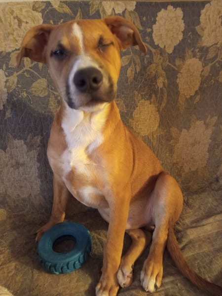 Spooky, mâle croisé berger, né le 15/06/2025🐶