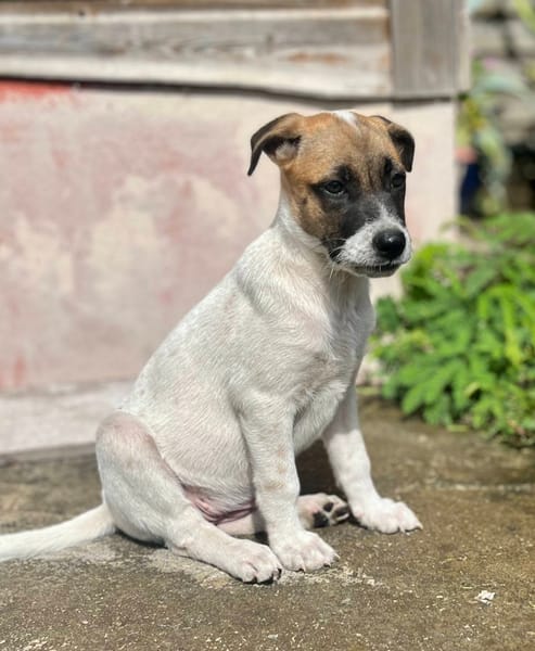 Sienna, femelle berger, née le 27/10/2025 🤍