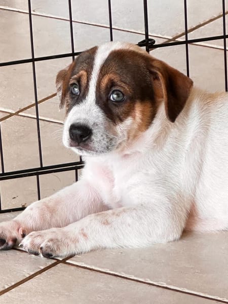 Roach, mâle berger, né le 01/11/2025 🤍