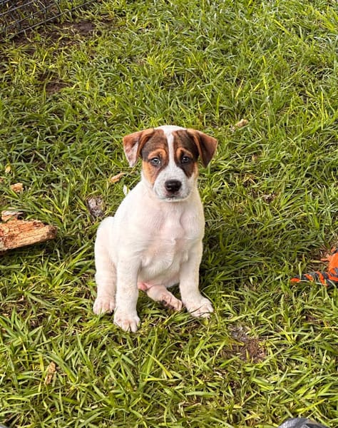 Roach, mâle berger, né le 01/11/2025 🤍
