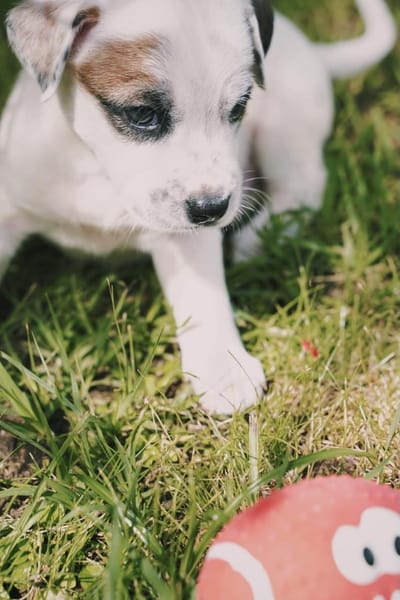 Radki, mâle croisé berger, né le 01/11/2025 🤍