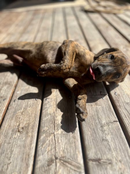 Ototo, mâle X croisé né le 21/09/2025