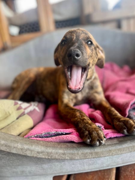 Ototo, mâle X croisé né le 21/09/2025