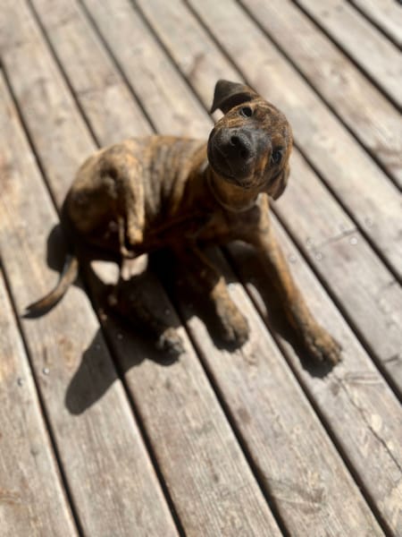 Ototo, mâle X croisé né le 21/09/2025