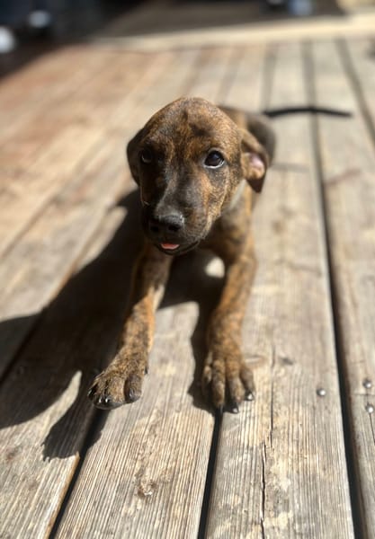 Ototo, mâle X croisé né le 21/09/2025