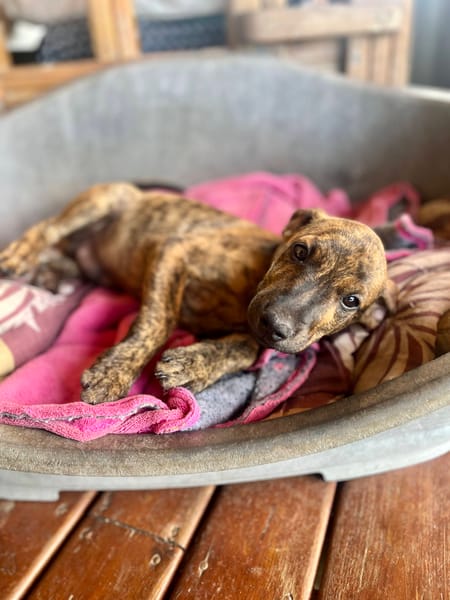 Ototo, mâle X croisé né le 21/09/2025