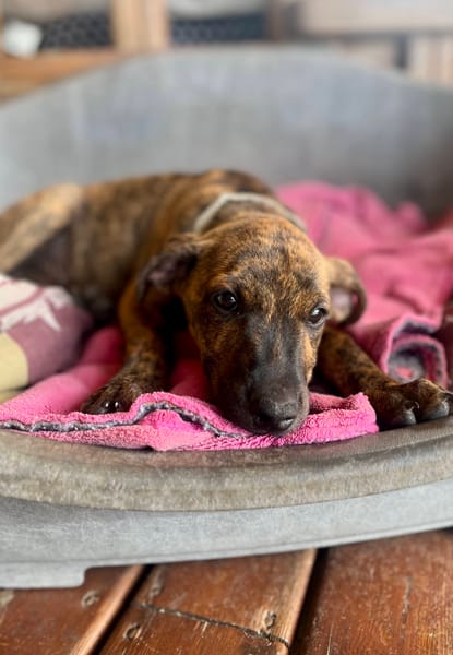 Ototo, mâle X croisé né le 21/09/2025