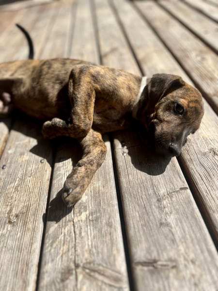 Ototo, mâle X croisé né le 21/09/2025