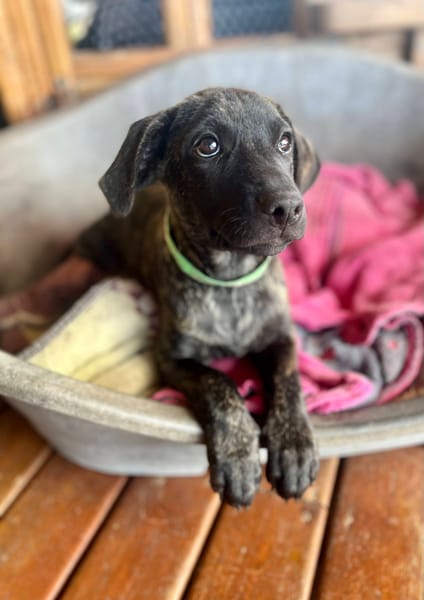 Orso, mâle X croisé né le 21/09/2025