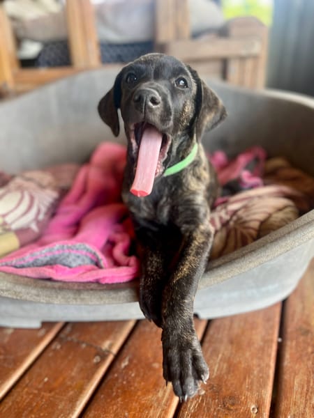 Orso, mâle X croisé né le 21/09/2025