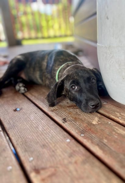 Orso, mâle X croisé né le 21/09/2025