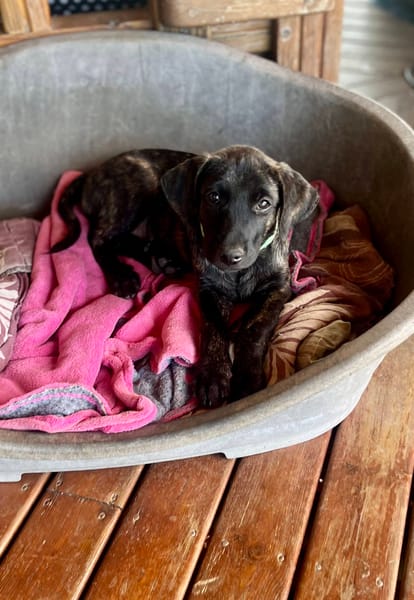 Orso, mâle X croisé né le 21/09/2025