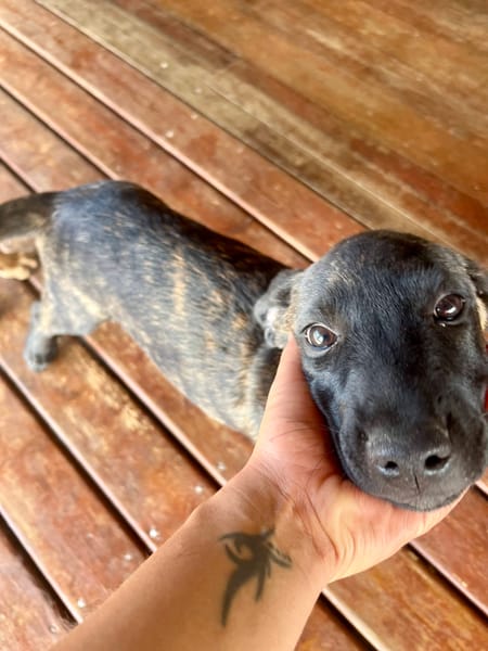 Orso, mâle X croisé né le 21/09/2025