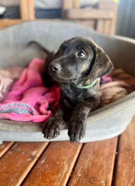 Orso, mâle X croisé né le 21/09/2025