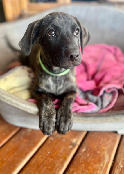 Orso, mâle X croisé né le 21/09/2025