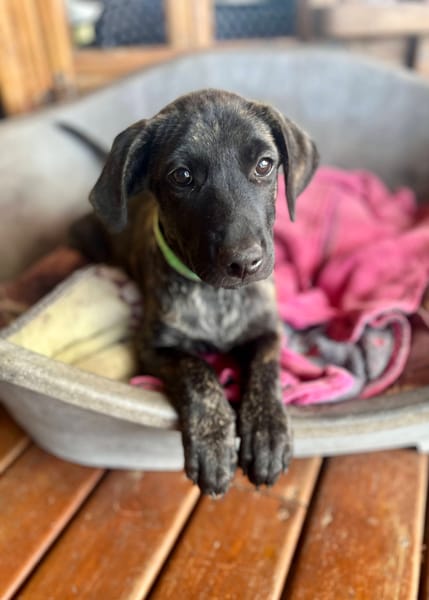 Orso, mâle X croisé né le 21/09/2025