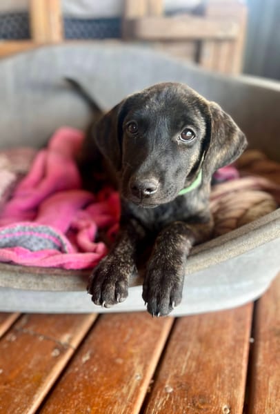 Orso, mâle X croisé né le 21/09/2025