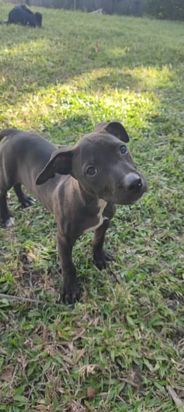 Mariah, femelle croisée berger, née le 24/10/2025 🤍