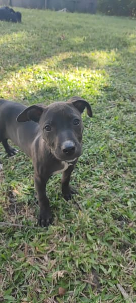 Mariah, femelle croisée berger, née le 24/10/2025 🤍