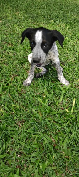 Kaly, femelle X berger, née le 26/09/2025 🐶