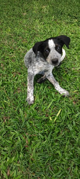 Kaly, femelle X berger, née le 26/09/2025 🐶