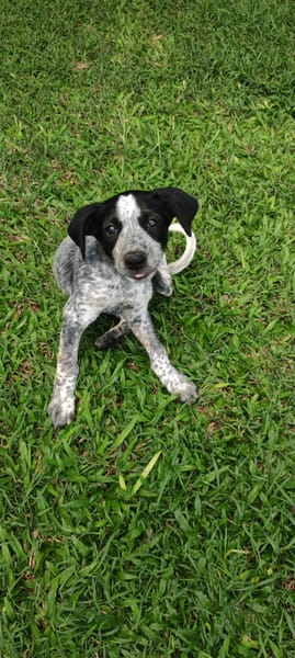 Kaly, femelle X berger, née le 26/09/2025 🐶