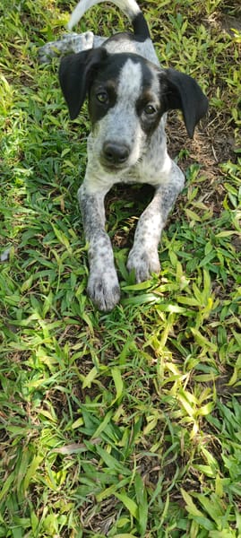 Kaly, femelle X berger, née le 26/09/2025 🐶