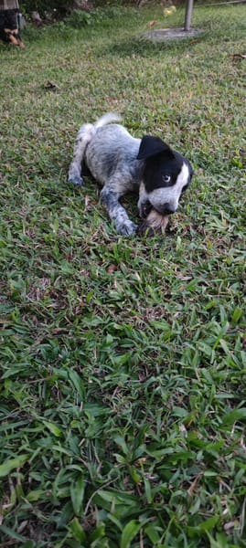 Kaly, femelle X berger, née le 26/09/2025 🐶