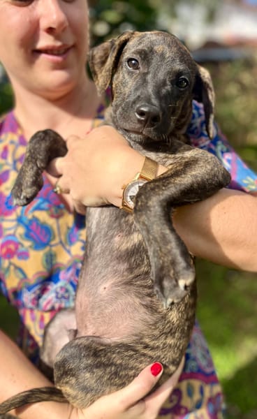 Filou, Mâle X croisé, né le 21/09/2025