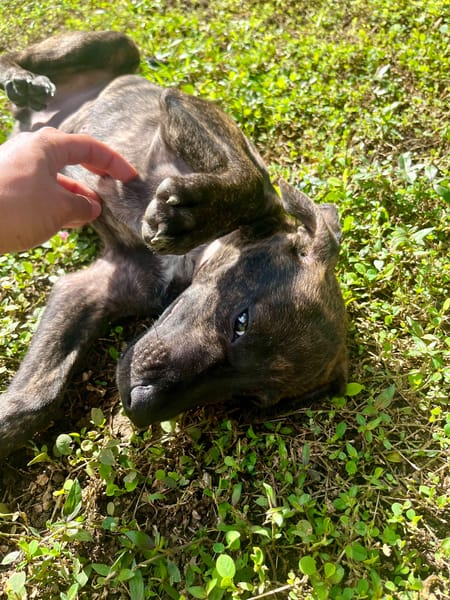 Filou, Mâle X croisé, né le 21/09/2025