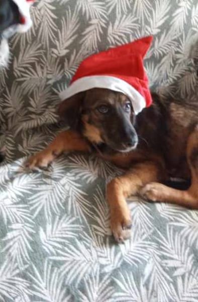 Azzura, femelle X berger née le 04/09/2025