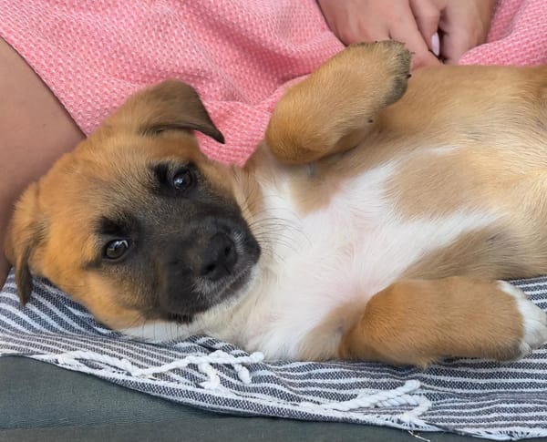 Alicia, femelle croisée berger, née le 01/11/2025 🤍