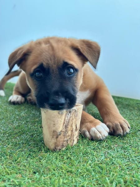 Alicia, femelle croisée berger, née le 01/11/2025 🤍