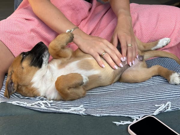 Alicia, femelle croisée berger, née le 01/11/2025 🤍