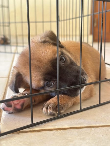 Alicia, femelle croisée berger, née le 01/11/2025 🤍