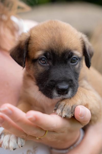 Alicia, femelle croisée berger, née le 01/11/2025 🤍