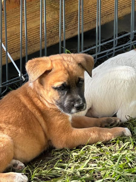 Alicia, femelle croisée berger, née le 01/11/2025 🤍