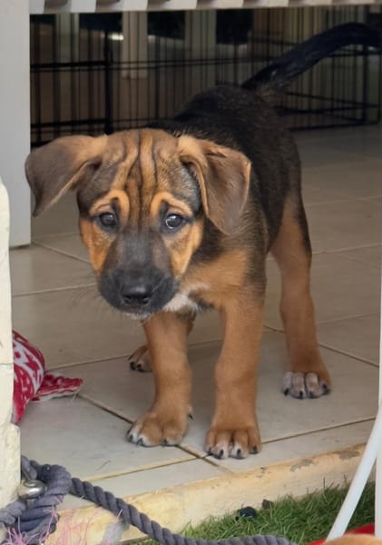 Akiro, mâle croisé berger, né le 01/11/2025 🤍 �