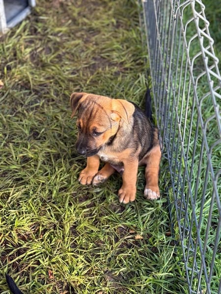 Akiro, mâle croisé berger, né le 01/11/2025 🤍 �