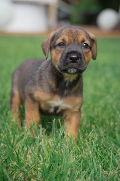 Akiro, mâle croisé berger, né le 01/11/2025 🤍 �