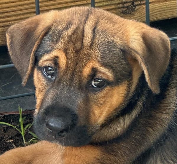 Akiro, mâle croisé berger, né le 01/11/2025 🤍 �