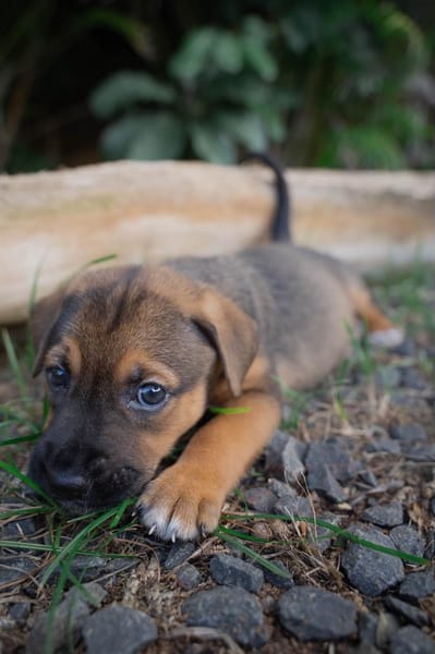Akiro, mâle croisé berger, né le 01/11/2025 🤍 �