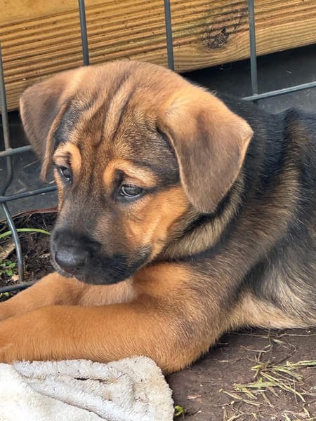 Akiro, mâle croisé berger, né le 01/11/2025 🤍 �