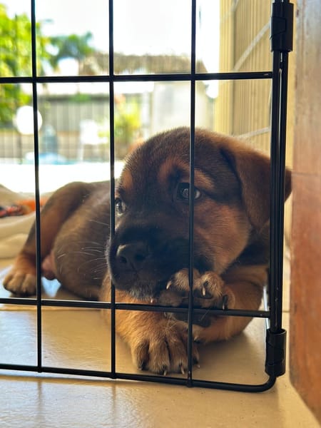 Akiro, mâle croisé berger, né le 01/11/2025 🤍 �