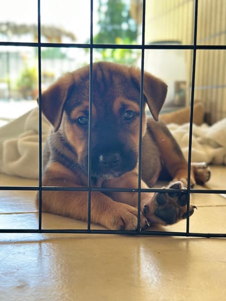 Akiro, mâle croisé berger, né le 01/11/2025 🤍 �