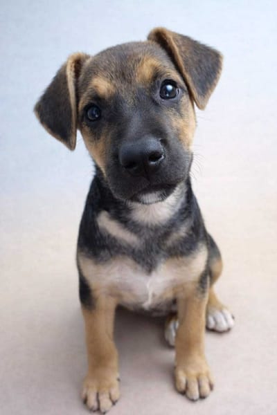 🐾 À L’ADOPTION – SPARKY 🐾