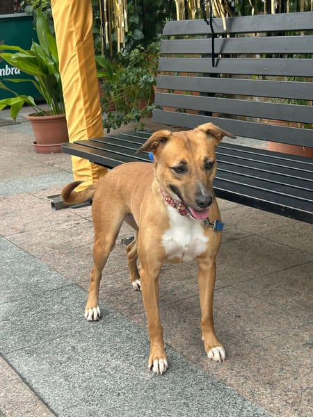 MARI-LOLI ( Los Reyes)