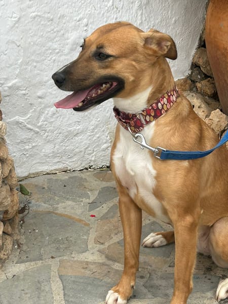 MARI-LOLI ( Los Reyes)